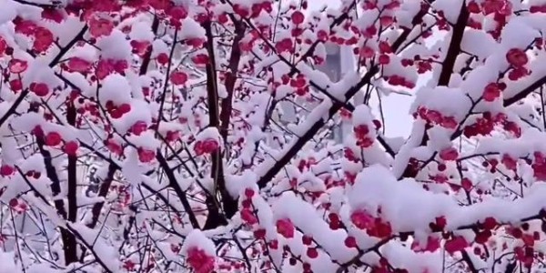 元游棋牌官方入口-大姨借了两次钱没还，今年过年，她又来借钱，妈妈的做法让人意外